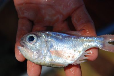 Close-up of hand holding fish