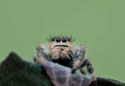 Close-up of spider