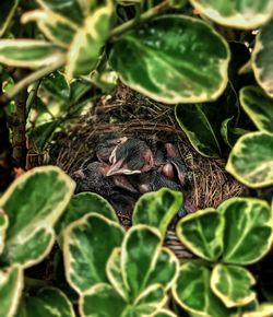 Close-up of lizard on plant