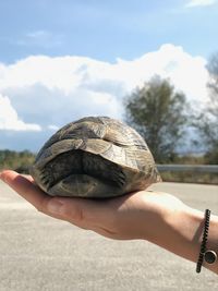 Close-up of human hand holding turtle against sky