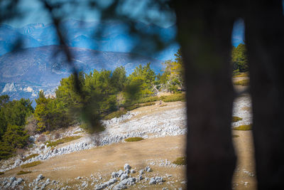 Scenic view of river amidst trees against sky
