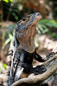 Close-up of a lizard on tree