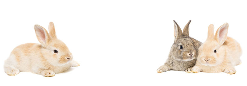 Close-up of a reptile against white background