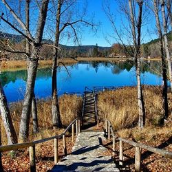 Bare trees on landscape