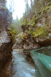 View of river flowing through forest
