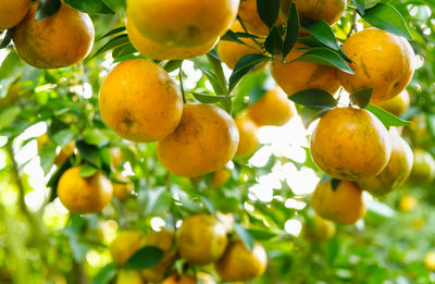 Low angle view of fruits on tree