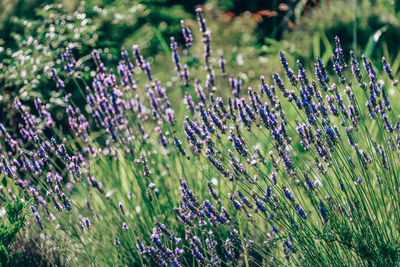 Close-up of purple flowering plants on field