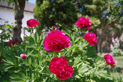 Close-up of pink flowering plants