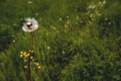 Close-up of dandelion flower