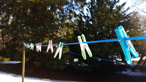 Close-up of clothespins hanging on tree