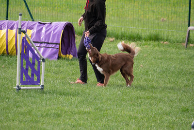 Side view of dogs on grassy field