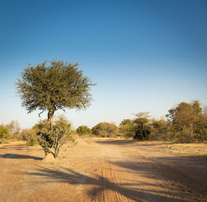 Trees on field against clear sky