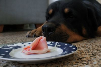 Close-up of dog on table at home