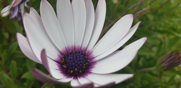 Close-up of white flower