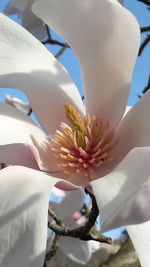 Close-up of flower