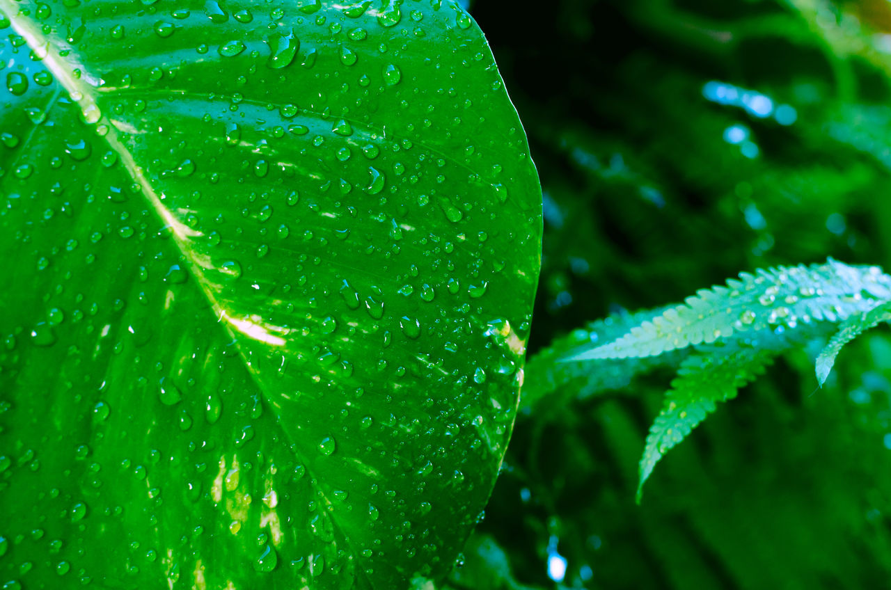 green, leaf, plant part, water, drop, dew, plant, nature, moisture, close-up, wet, macro photography, growth, no people, freshness, beauty in nature, outdoors, rain, environment, grass, flower, macro, day, tree, sunlight, food and drink, branch, plant stem