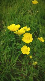 Close-up of yellow flowers blooming in field