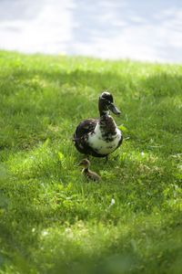 Close-up of duck on grassy field