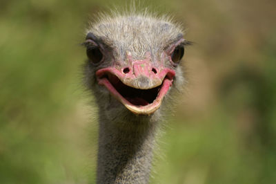 Close-up portrait of ostrich