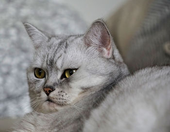 Close-up portrait of cat