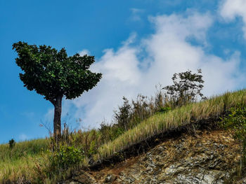 Trees on field against sky