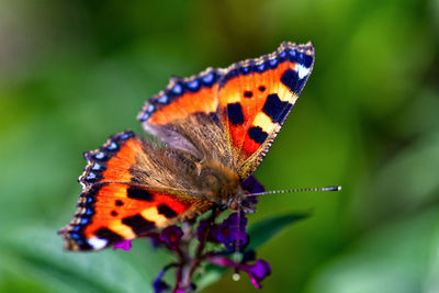 Close-up of tortoiseshell butterfly on flower