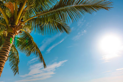 Low angle view of coconut palm tree against blue sky