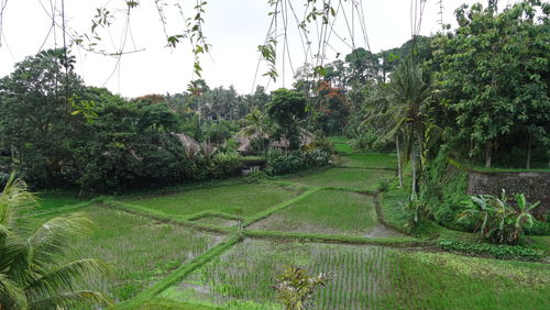 Scenic view of grassy field against sky