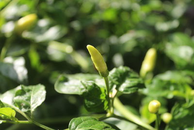 Close-up of green hot chili leaves