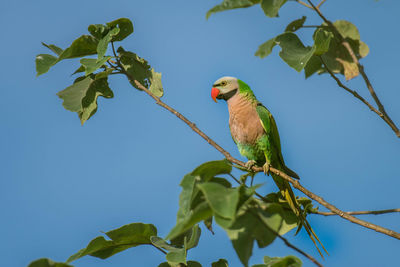 Low angle view of bird perching on tree