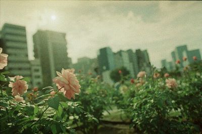 Close-up of flowers blooming in city