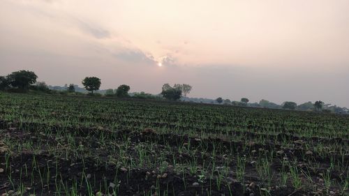 Scenic view of agricultural field against sky during sunset