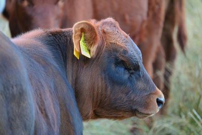 Close-up of a cow