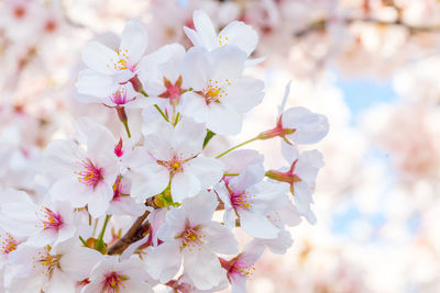 Close-up of white cherry blossoms in spring