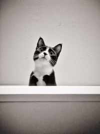 Cat/kitten with funny expression looking down.