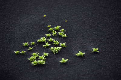 Green plants growing on black volcanic sand in iceland