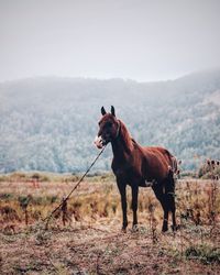 Horse standing on field against sky