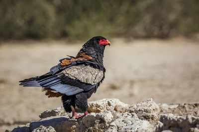 Bateleur Eagle