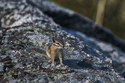 Close-up of squirrel on rock