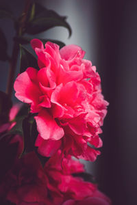 Close-up of pink rose