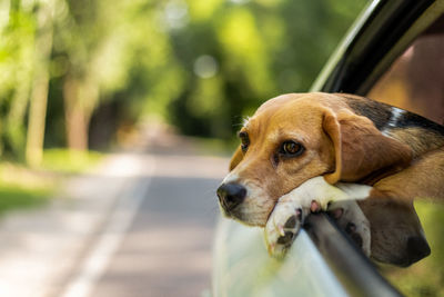 Close-up of dog looking away