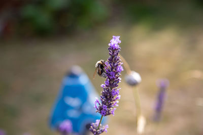 Close-up of insect on purple flowering plant