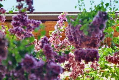 Purple flowers blooming outdoors