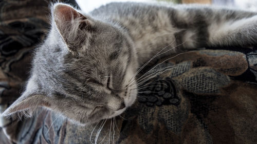 Close-up of cat sleeping