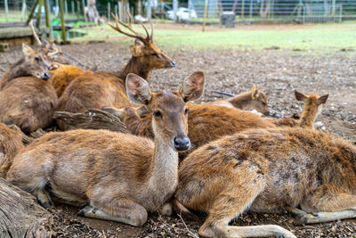 Herd of samba deer close up lovel level portrait