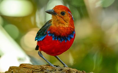 Close-up of butterfly perching on branch