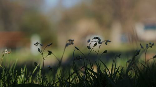 Close-up of flowering plants on field