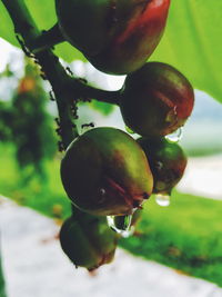 Close-up of berries growing on tree