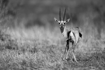 Deer standing on field