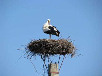 Low angle view of bird perching on rock against clear blue sky